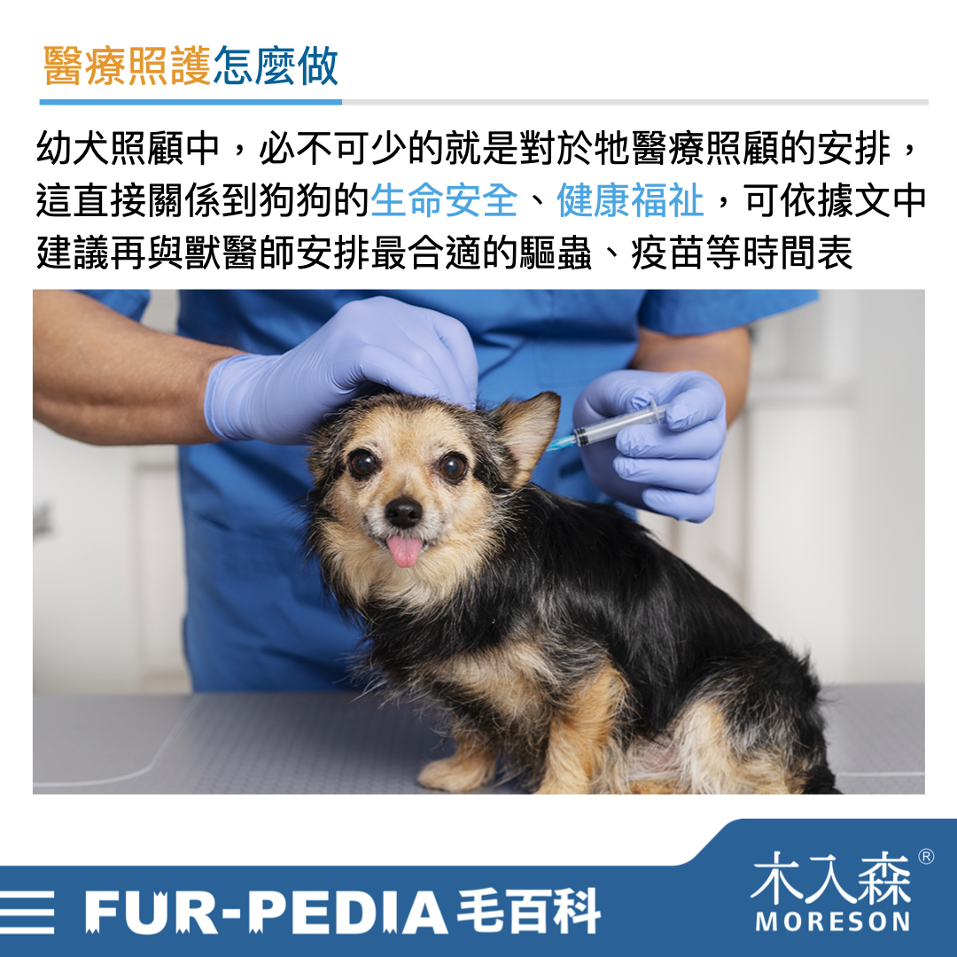 新手大戰幼犬!小狗怎麼養才對?! 新手大戰幼犬!小狗怎麼養才對?!